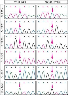 Exploring the role of the CapG gene in hypoxia adaptation in Tibetan pigs